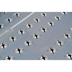 LADERAMPE-EXPERTEN - MATISERE Leichte Auffahrrampe 2420mm, Fest Und Klappbar - Innenbreite 200mm, Ladehöhe 690mm - AOS-W200-2 9 LADERAMPE-EXPERTEN - MATISERE Leichte Auffahrrampe 2420mm, Fest Und Klappbar - Innenbreite 200mm, Ladehöhe 690mm - AOS-W200-2 -Anhänger & Zubehör Verkäufe 64209894 5